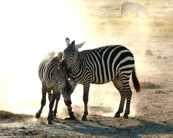 Zebras fighting on field