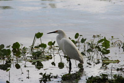 Bird perching on a lake