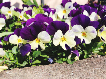 Close-up of purple flowering plants