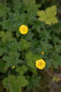 Close-up of yellow cosmos blooming outdoors