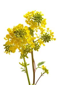 Close-up of yellow flowering plant against white background