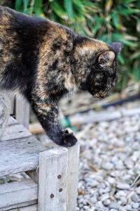 Close-up of a cat