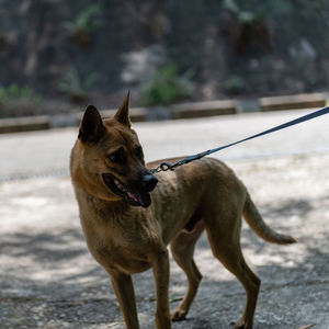 Dog looking away on field