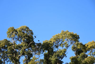 Low angle view of trees against clear blue sky