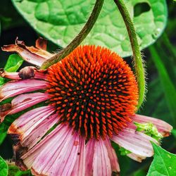 Close-up of insect on flower