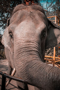 Close-up of elephant