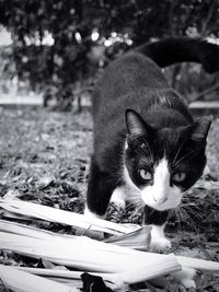 Close-up portrait of cat