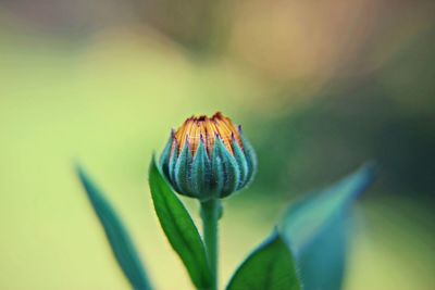 Close-up of flower growing outdoors