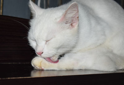 Close-up of cat sleeping
