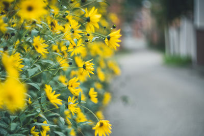 Close-up of yellow flowers