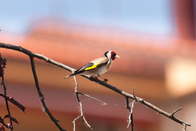 Close-up of bird perching on fence