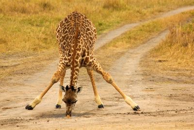 Giraffe in a farm