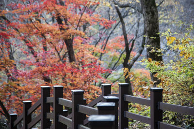 Wooden railing against trees in forest during autumn