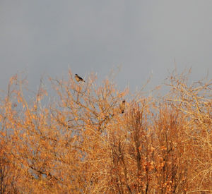 Low angle view of birds perching on bare tree