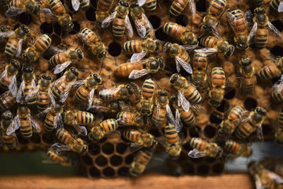 High angle view of bee on water