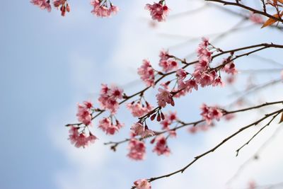 Low angle view of cherry blossom against sky