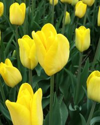 Close-up of yellow flower