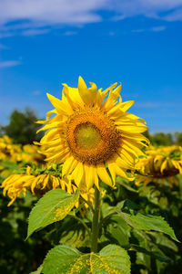 Close-up of yellow flowering plant