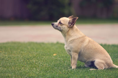 Side view of chihuahua looking away while sitting on grassy field at park