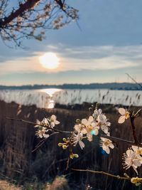 Close-up of cherry blossom against sky during sunset