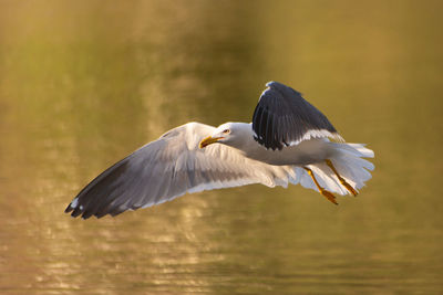 View of a bird flying