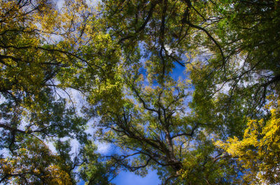 Low angle view of trees