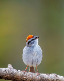 Close-up of bird perching on a wall