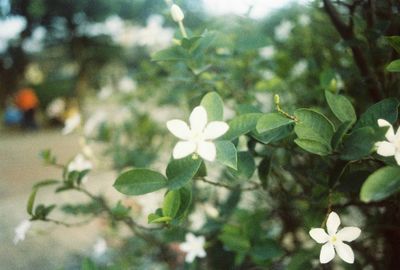 Close-up of white flowers