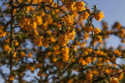 Close-up of yellow flowering tree during autumn