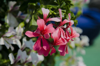 Close-up of pink flowering plant