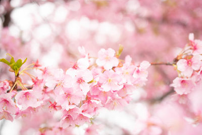 Close-up of pink cherry blossom