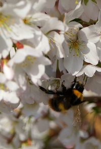 Close-up of bee on white flower tree