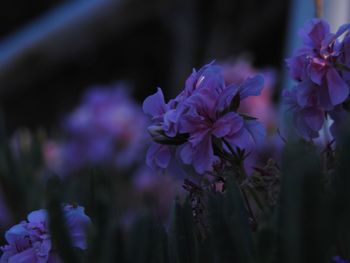 Close-up of purple flowering plant