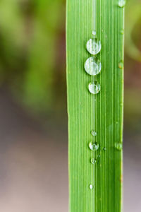 Close-up of water drop on wood