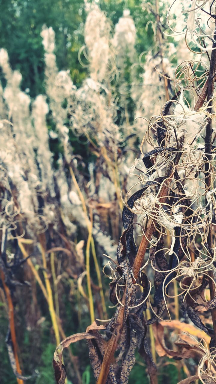 CLOSE-UP OF WILTED PLANT ON FIELD