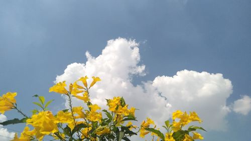 Low angle view of yellow flowering plant against sky