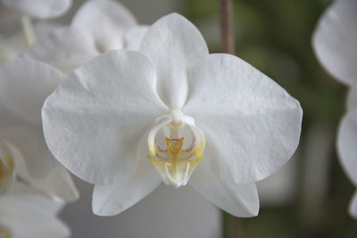 Close-up of white flower