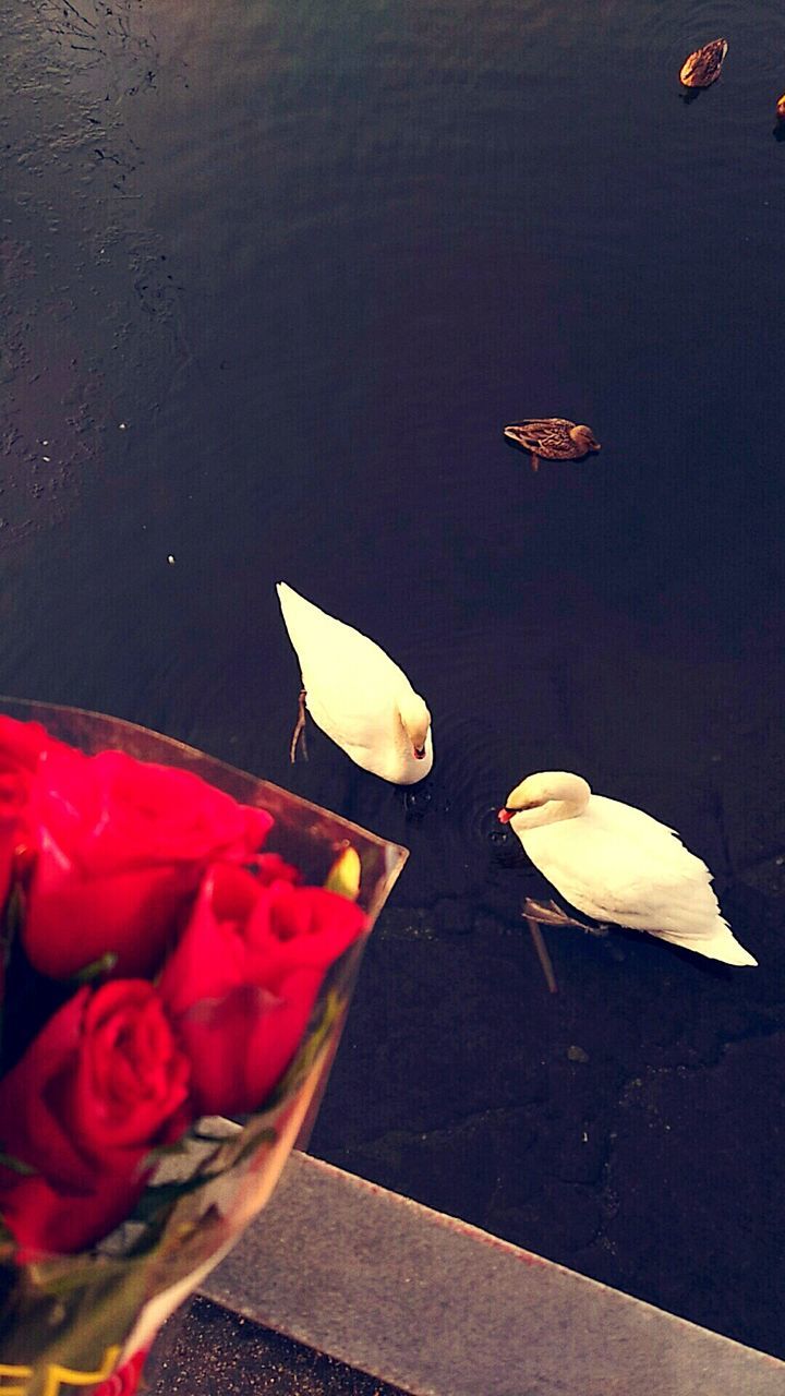 high angle view, water, no people, floating on water, outdoors, lake, nature, day, flower, nautical vessel, beauty in nature, close-up, animal themes