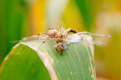 Close-up of dragonfly hunting spider on leaf