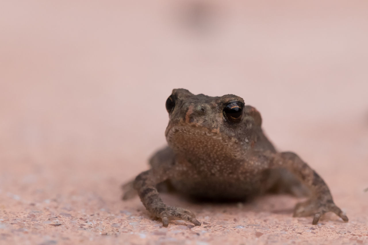 animal themes, one animal, animals in the wild, wildlife, dog, mammal, focus on foreground, close-up, relaxation, sitting, full length, selective focus, resting, zoology, looking away, reptile, day, lying down, sand, nature