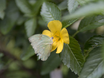 Close-up of yellow flowering plant