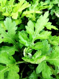 Full frame shot of fresh green leaves