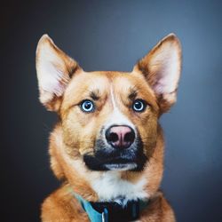 Portrait of brown dog against gray background