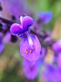 Close-up of purple flowers blooming outdoors