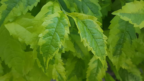 Full frame shot of fresh green leaves