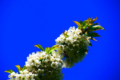 Close-up of white flowering plant against blue sky