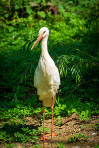 White bird perching on a field