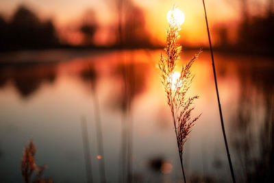 Close-up of stalks against lake during sunset