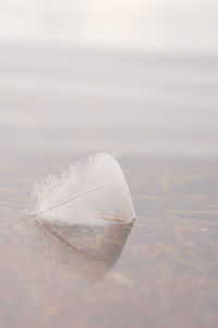 Close-up of feather floating on water