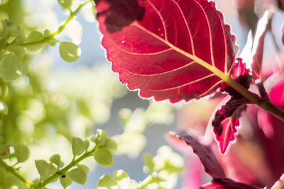 Close-up of red flowering plant during autumn